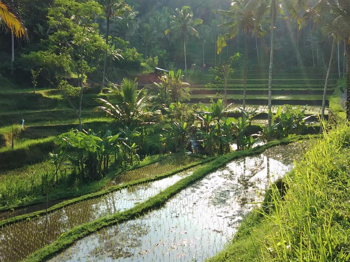 Villa Rimba Ubud Tegallalang  Ngoại thất bức ảnh