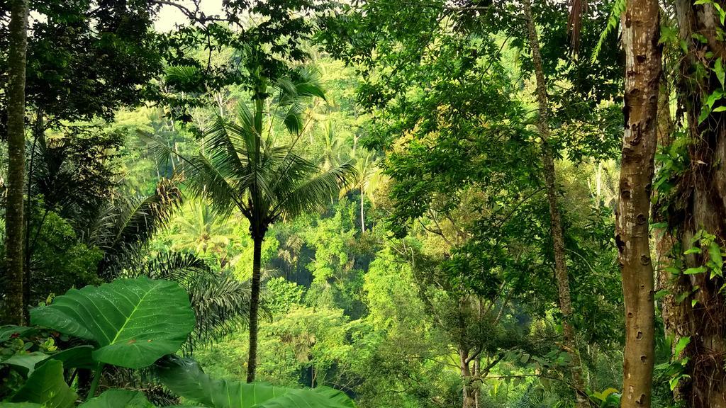 Villa Rimba Ubud Tegallalang  Ngoại thất bức ảnh