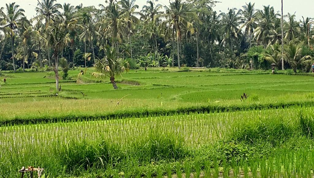 Villa Rimba Ubud Tegallalang  Ngoại thất bức ảnh